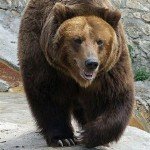 Аватар группы Дикие звери